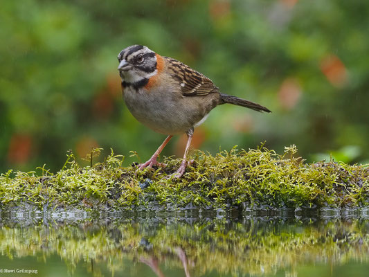 MORGENAMMER, RUFOUS-COLLARED SPARROW - ZONOTRICHIA CAPENSIS