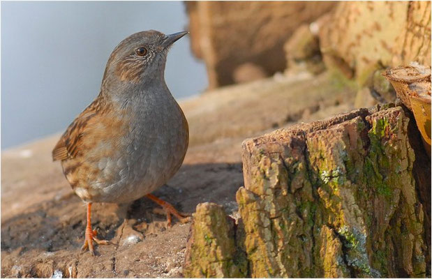 HECKENBRAUNELLE, DUNNOCK, PRUNELLA MODULARIS