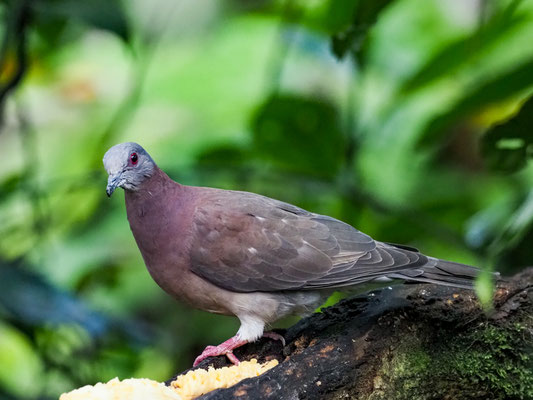 ROTRÜCKENTAUBE, PALE-VENTED PIGEON - PATAGIOENAS CAYENNENSIS