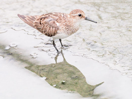Baird´s Strandläufer, Baird´s Sandpiper - Calidris Bairdii