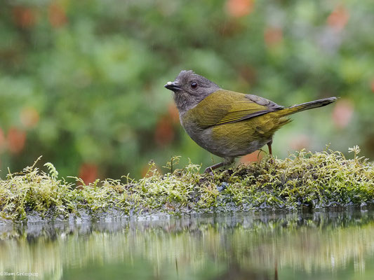 GRAUBRUST-BUSCHTANGARE, DUSKY BUSH TANAGER - CHLOROSPINGUS SEMIFUSCUS