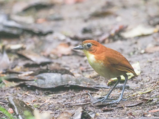 Gelbbrust-Ameisenpitta, Yellow-breasted Antpitta - Grallaria flavotincta