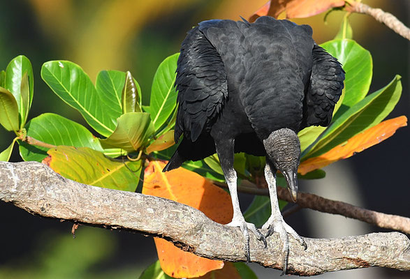 RABENGEIER, BLACK VULTURE,  CORAGYPS ATRATUS