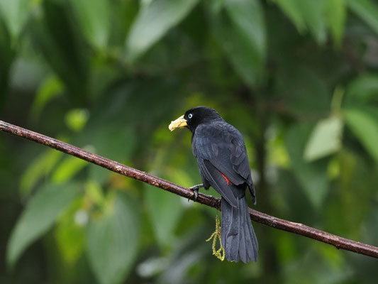 SCHARLACHBÜRZELKASSIKE, SCARLET-RUMPED CACIQUE - CACICUS UROPYGIALIS