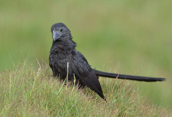 RIEFENSCHNABELANI, GROOVE-BILLED ANI, CROTOPHAGA SULCIROSTRIS 