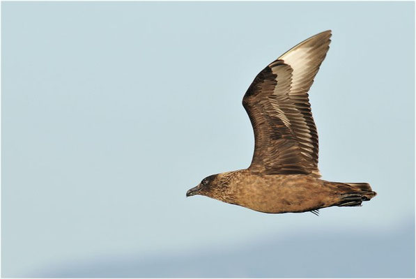 SKUA, GREAT SKUA, STERCORARIUS SKUA