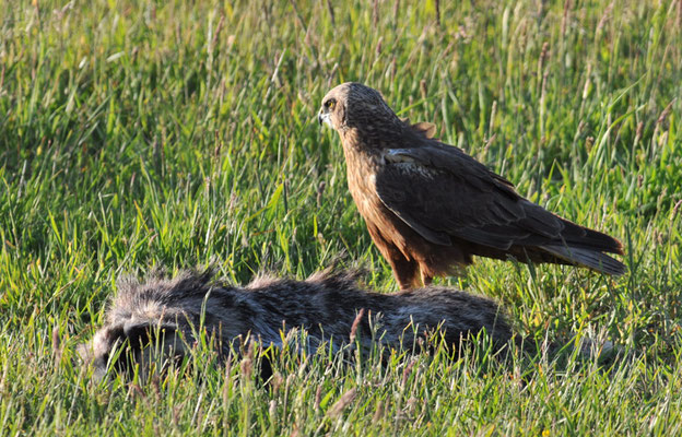 ROTMILAN, RED KITE, MILVUS MILVUS