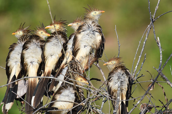 GUIRAKUCKUCK, GUIRA CUCKOO, GUIRA GUIRA