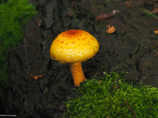 Schleimiger Schüppling - Pholiota adiposa