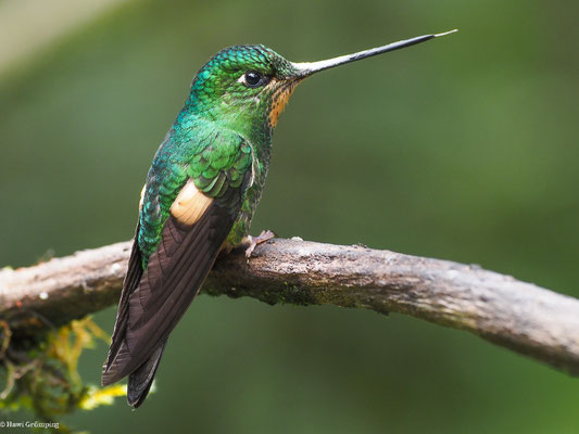 FAHLFLÜGEL-ANDENKOLIBRI, BUFF-WINGED STARFRONTLET - COELIGENA LUTETIAE