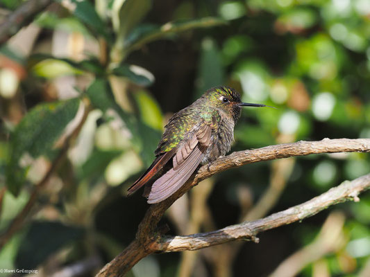 SMARAGDKEHL-GLANZSCHWÄNZCHEN, TYRIAN METALTAIL - METALLURA TYRIANTHINA