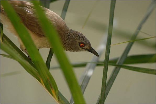 SCHUPPENDROSSLING, BROWN BABBLER, TURDOIDES PLEBEJUS