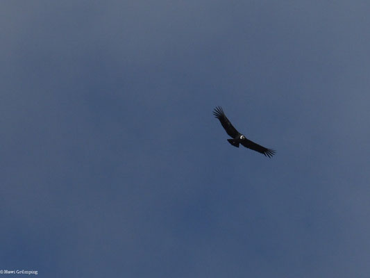 ANDENKONDOR, ANDEAN CONDOR - VULTUR GRYPHUS