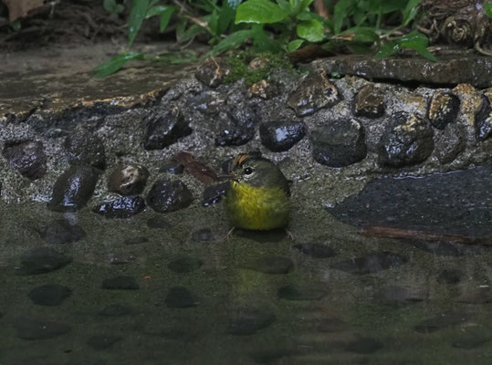 GOLDSCHEITEL-WALDSÄNGER, GOLDEN-CROWNED WARBLER, BASILEUTERUS CULICIVORUS