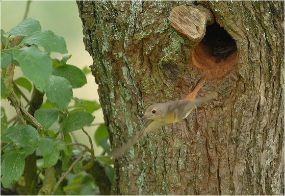 GARTENROTSCHWANZ, COMMON REDSTART, PHOENICURUS PHOENICURUS
