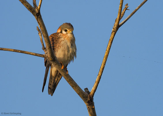 BUNTFALKE, AMERICAN KESTREL, FALCO SPARVERIUS