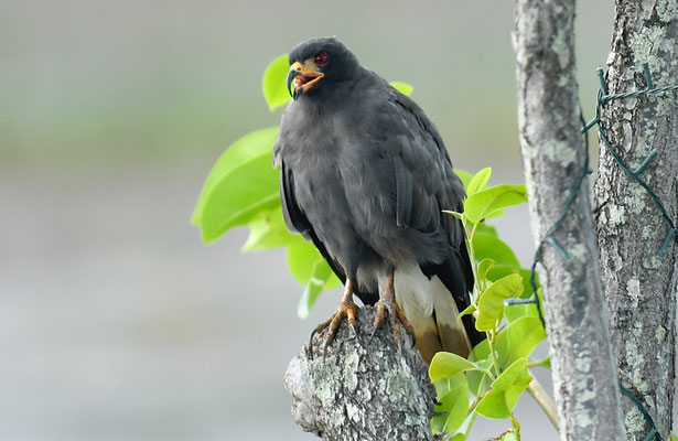 SCHNECKENWEIH, SNAIL KITE, ROSTRHAMUS SOCIABILIS