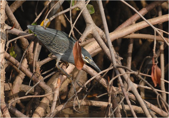 MANGROVENREIHER, STRIATED HERON, BUTORIDES STRIATUS