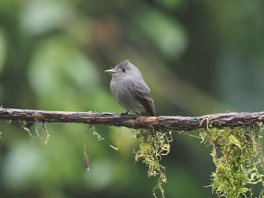SCHIEFERTYRANN, SMOKE-COLORED PEWEE - CONTOPUS FUMIGATUS