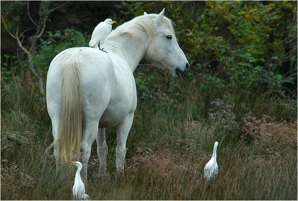 KUHREIHER, CATTLE EGRET, BUBULCUS IBIS
