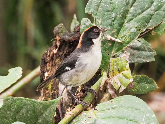 Spiegelbuschammer, White-winged Brush-Finch - Atlapetes leucopterus