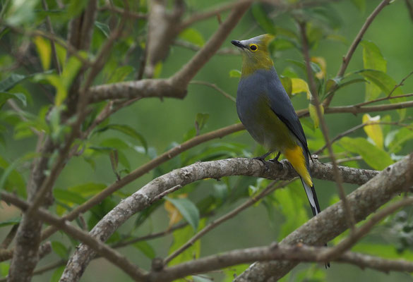 LANGSCHWANZ-SEIDENSCHNÄPPER, LONG-TAILED SILKY FLYCATCHER, PTILOGONYS CAUDATUS