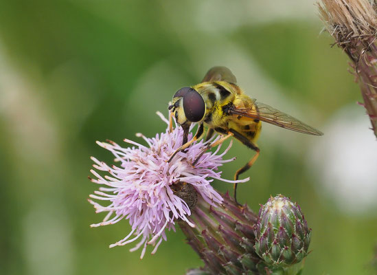 TOTENKOPFSCHWEBFLIEGE, MYATHROPA FLOREA