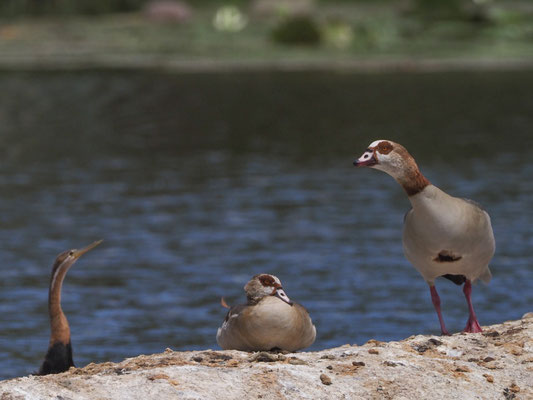 Nilgans, egyptian goose. Alopochen aegyptiaca