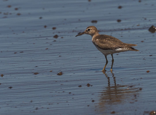 DROSSELUFERLÄUFER, SPOTTED SANDPIPER, ACTITIS MACULARIUS