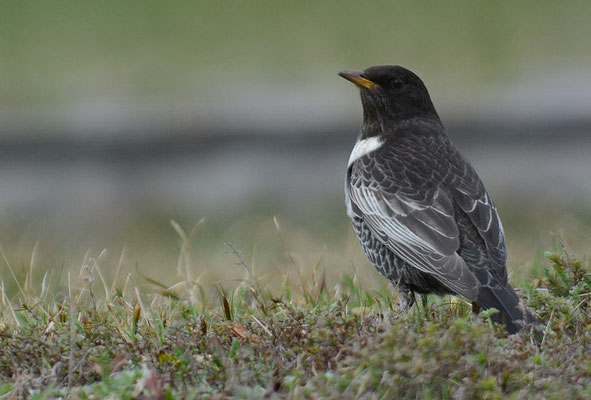 RINGDROSSEL, RING OUZEL, TURDUS TORQUATUS