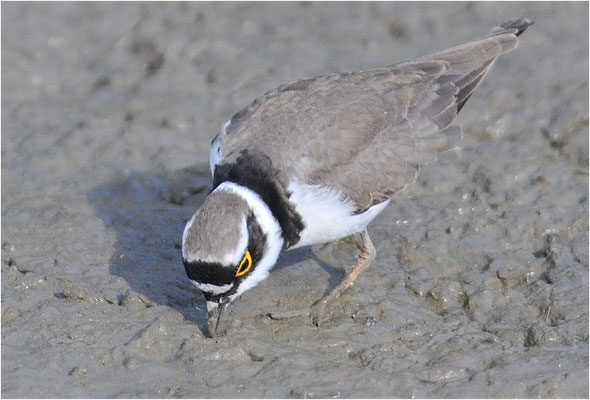 FLUSSREGENPFEIFER, LITTLE RINGED PLOVER, CHARADRIUS DUBIUS