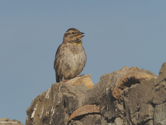 STEINSPERLING, ROCK SPARROW, PETRONIA PETRONIA