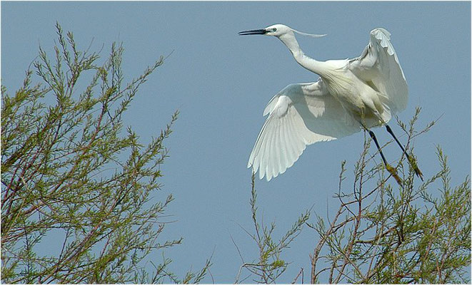 SEIDENREIHER, LITTLE EGRET, EGRETTA GARZETTA