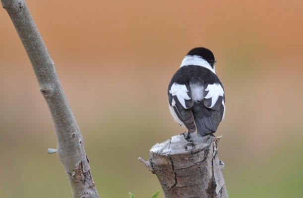 HALSBANDSCHNÄPPER, COLLARED FLYCATCHER, FICEDULA ALBICOLLIS