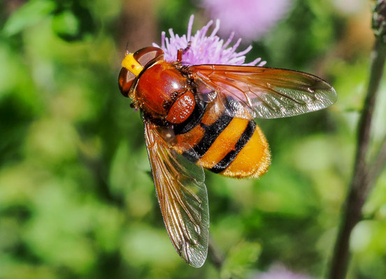 HORNISSENSCHWEBFLIEGE, VOLUCELLA ZONARIA
