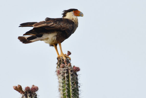 KARIBIKKARAKARA, CRESTED CARACARA, CARACARA CHERIWAY