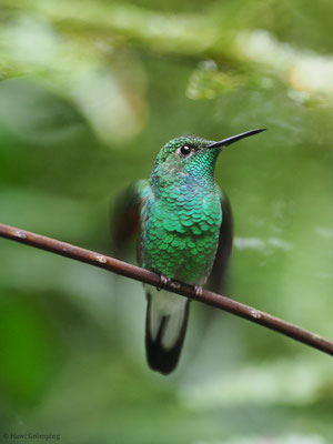 STREIFENSCHWANZKOLIBRI, STRIPE-TAILED HUMMINGBIRD, EUPHERUSA EXIMIA
