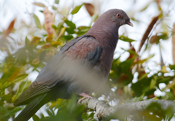 ROTSCHNABELTAUBE, RED-BILLED PIGEON, PATAGIOENAS FLAVIROSTRIS