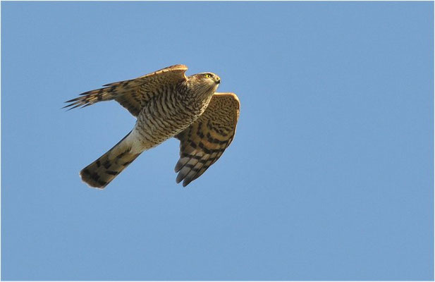 SPERBER, SPARROWHAWK, ACCIPITER NISUS