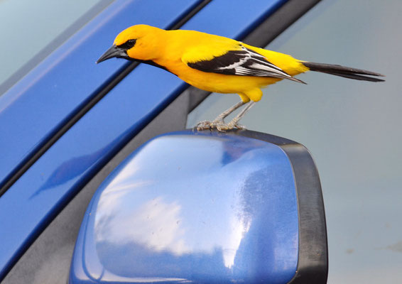 ORANGEBRUSTTRUPIAL, YELLOW ORIOLE, ICTERUS NIGROGULARIS