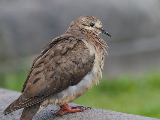 OHRFLECKTAUBE, EARED DOVE - ZENAIDA AURICULATA