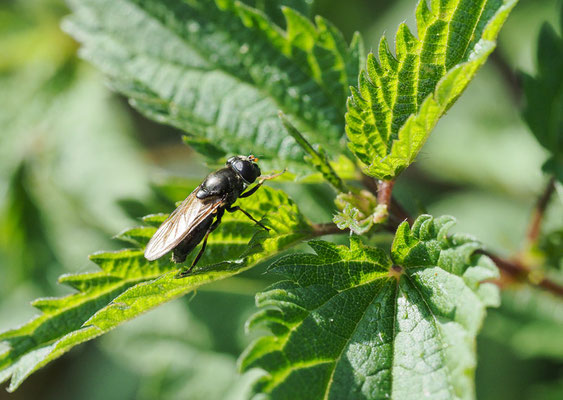 KLEINE ERZSCHWEBFLIEGE, CHEIILOSIA PAGANA