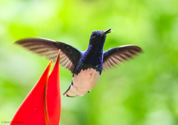 WEISSNACKENKOLIBRI, WHITE-NECKED JACOBIN, FLORISUGA MELLIVORA