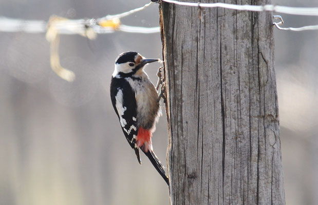 BLUTSPECHT, SYRIAN WOODPECKER, DENDROCOPUS SYRIACUS