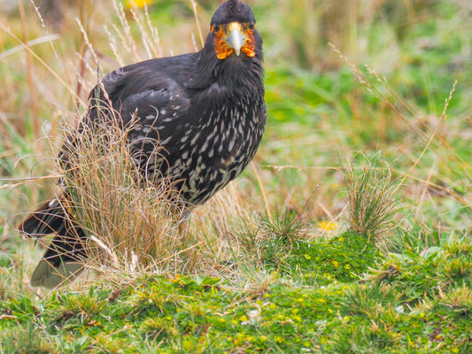 STREIFENKARAKARA, CARUNCULATED CARACARA - PHALCOBOENUS  CARUNCULATUS