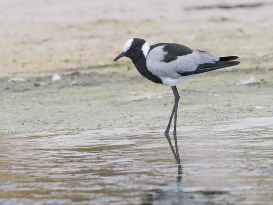 Waffenkiebitz, blacksmith lapwing, vanellus armatus