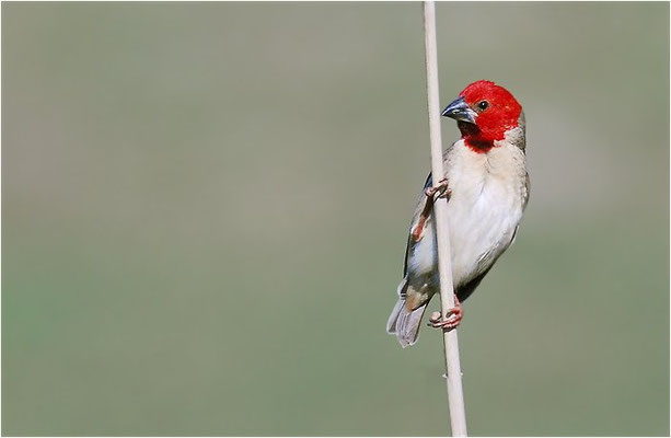ROTKOPFWEBER, RED-HEADED QUELEA, QUELEA ERYTHROPS