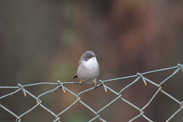 SAMTKOPFGRASMÜCKE, SARDINIAN WARBLER, SYLVIA MELANOCEPHALA