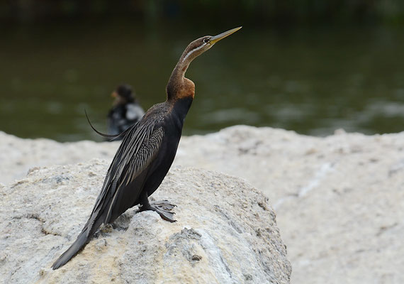 Afrikanischer Schlangenhalsvogel, African darter, Anhinga rufa