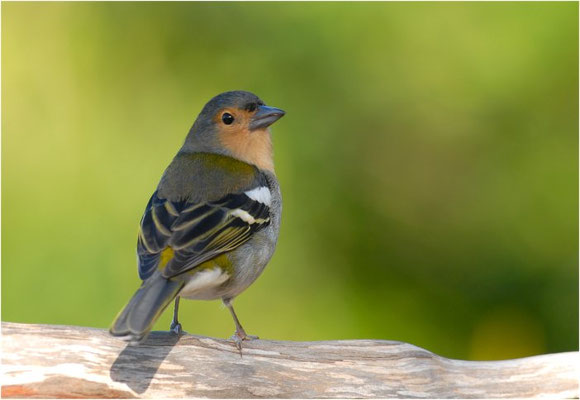 MADEIRAFINK, CHAFFINCH TINTILLON, FRINGILLA COELEBS TINTILLON